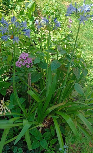 Szerelemvirág (Agapanthus) - kép 2