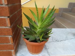 Szálkás aloe (aloe aristata) örökzöld szobanövény különlegesség