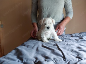 Törzskönyves szülőktől , hipoallergén , fehér törpe schnauzer kiskutyák eladók - kép 3