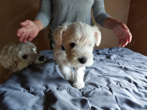 Törzskönyves szülőktől , hipoallergén , fehér törpe schnauzer kiskutyák eladók - kép 8