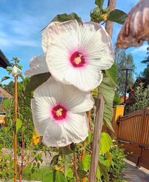 Óriás hibiszkusz 1-1,5 méter magas virágzó növények vehetők - kép 6