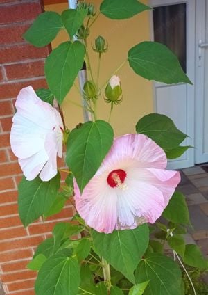 Óriás hibiszkusz 1-1,5 méter magas virágzó növények vehetők - kép 5