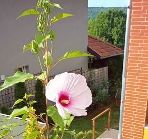 Óriás hibiszkusz 1-1,5 méter magas virágzó növények vehetők - kép 3