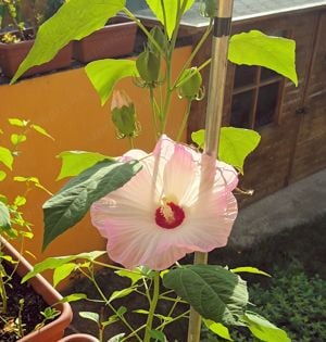 Óriás hibiszkusz 1-1,5 méter magas virágzó növények vehetők - kép 4