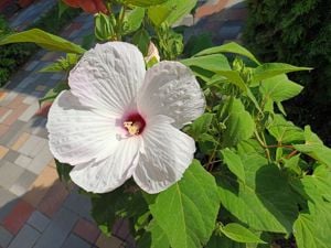 Óriás hibiszkusz 1-1,5 méter magas virágzó növények vehetők