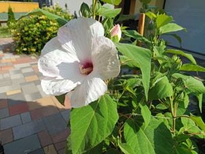 Óriás hibiszkusz 1-1,5 méter magas virágzó növények vehetők - kép 7