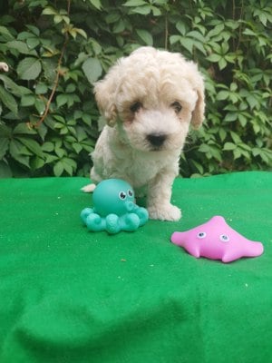 Maltipoo jellegű kiskutya - kép 2