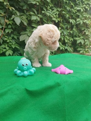 Maltipoo jellegű kiskutya - kép 5