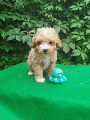 Maltipoo jellegű kiskutya  - kép 2