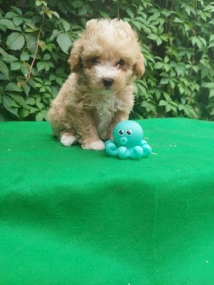 Maltipoo jellegű kiskutya  - kép 3