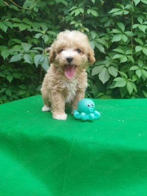 Maltipoo jellegű kiskutya 