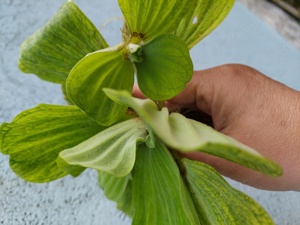 Vízi tutaj - kép 2