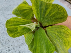 Vízi tutaj - kép 4