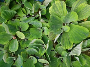 Vízi tutaj - kép 3