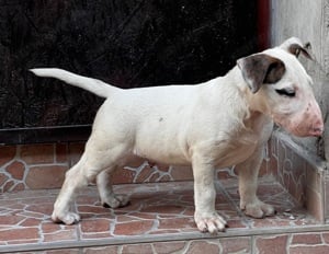 Bullterrier kan kölyök eladó!