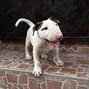 Bullterrier kan kölyök eladó! - kép 2