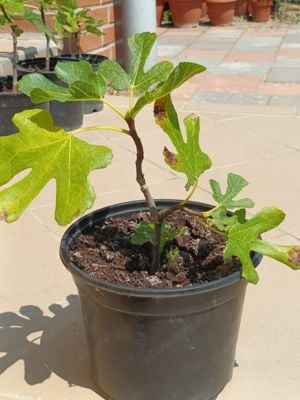 2 éves füge palánták - fagytűrő Ficus Carica fajták vehetők - kép 11