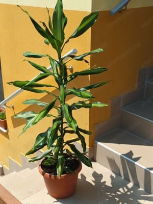  illatos sárkányfa vagy illatos dracéna (Dracaena fragrans)  - kép 4