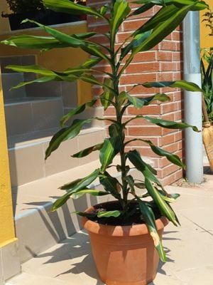  illatos sárkányfa vagy illatos dracéna (Dracaena fragrans)  - kép 5