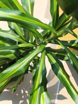  illatos sárkányfa vagy illatos dracéna (Dracaena fragrans)  - kép 2