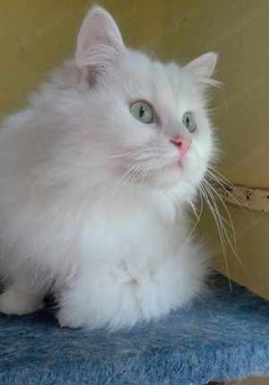 Eladók ragdoll jellegű kiscicák - kép 16