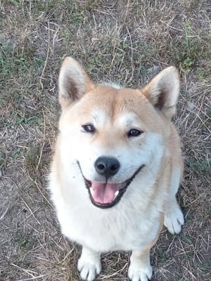 Shiba inu kan eladó. 