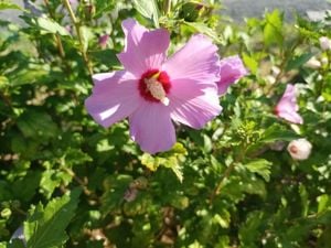 Előnevelt Szíriai Hibiszkusz cserjék eladók - kép 10