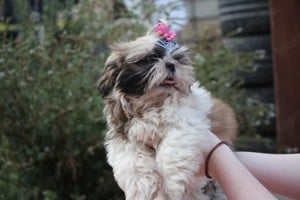 shih tzu kislány - kép 4