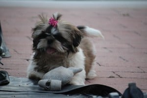 shih tzu kislány - kép 5