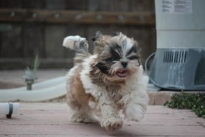 shih tzu kislány - kép 3