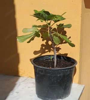 2 éves füge palánták - fagytűrő Ficus Carica fajták vehetők - kép 8