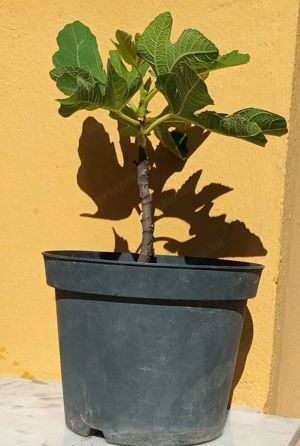 2 éves füge palánták - fagytűrő Ficus Carica fajták vehetők - kép 3