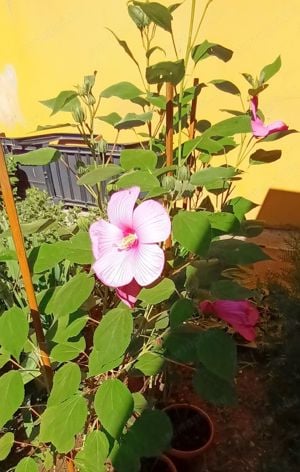 Óriás hibiszkusz 1-1,5 méter magas virágzó növények vehetők - kép 8