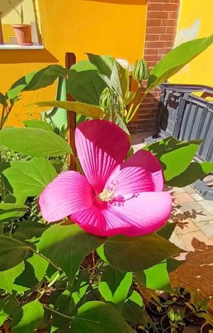 Óriás hibiszkusz 1-1,5 méter magas virágzó növények vehetők - kép 9