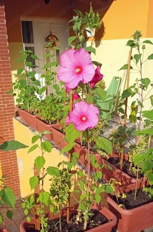 Óriás hibiszkusz 1-1,5 méter magas virágzó növények vehetők - kép 11