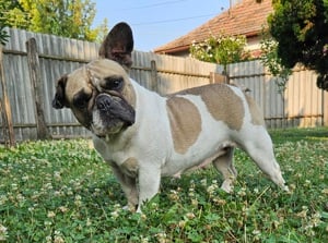 Francia bulldog 