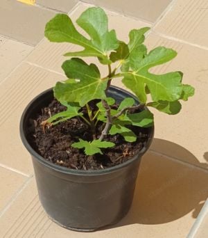 2 éves füge palánták - fagytűrő Ficus Carica fajták vehetők - kép 4