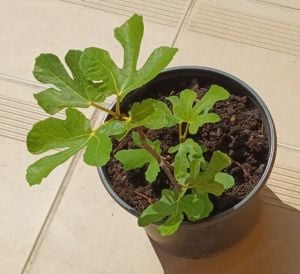 2 éves füge palánták - fagytűrő Ficus Carica fajták vehetők