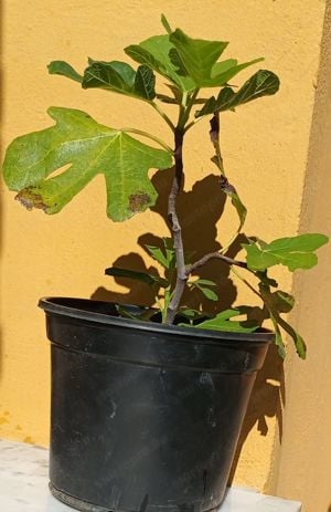 2 éves füge palánták - fagytűrő Ficus Carica fajták vehetők - kép 9