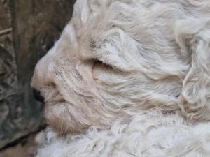 Komondor kiskutyák eladók - kép 3