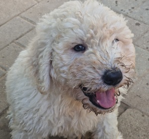 Komondor kiskutyák  - kép 4