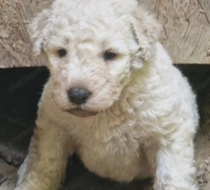 Komondor kiskutyák  - kép 2