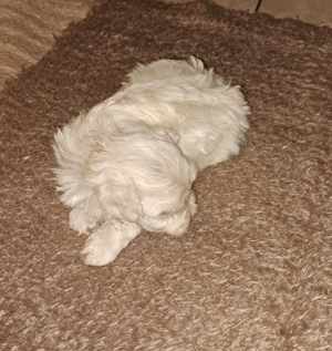 Bichon Havanese kislány!!!