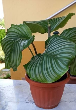  Extra nagy levelű Zebralevél, Calathea Orbifolia, csodás szobanövény eladó - kép 2