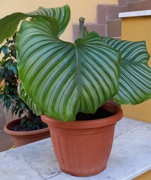  Extra nagy levelű Zebralevél, Calathea Orbifolia, csodás szobanövény eladó - kép 4