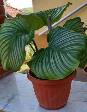  Extra nagy levelű Zebralevél, Calathea Orbifolia, csodás szobanövény eladó - kép 5