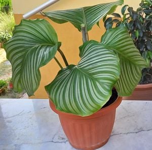  Extra nagy levelű Zebralevél, Calathea Orbifolia, csodás szobanövény eladó - kép 8