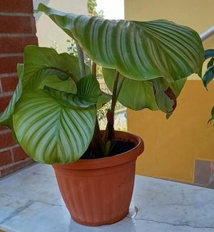  Extra nagy levelű Zebralevél, Calathea Orbifolia, csodás szobanövény eladó - kép 6