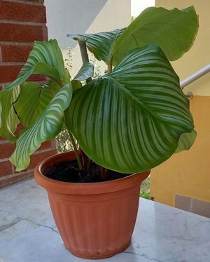  Extra nagy levelű Zebralevél, Calathea Orbifolia, csodás szobanövény eladó - kép 7