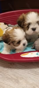 Lhasa apso kiskutya  - kép 3